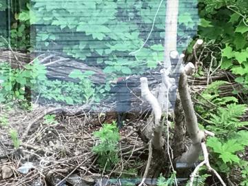 事務所に訪れたいきものたち