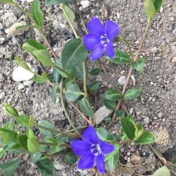 ビンカミノール