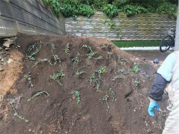 お庭づくり1（ビンカミノール）